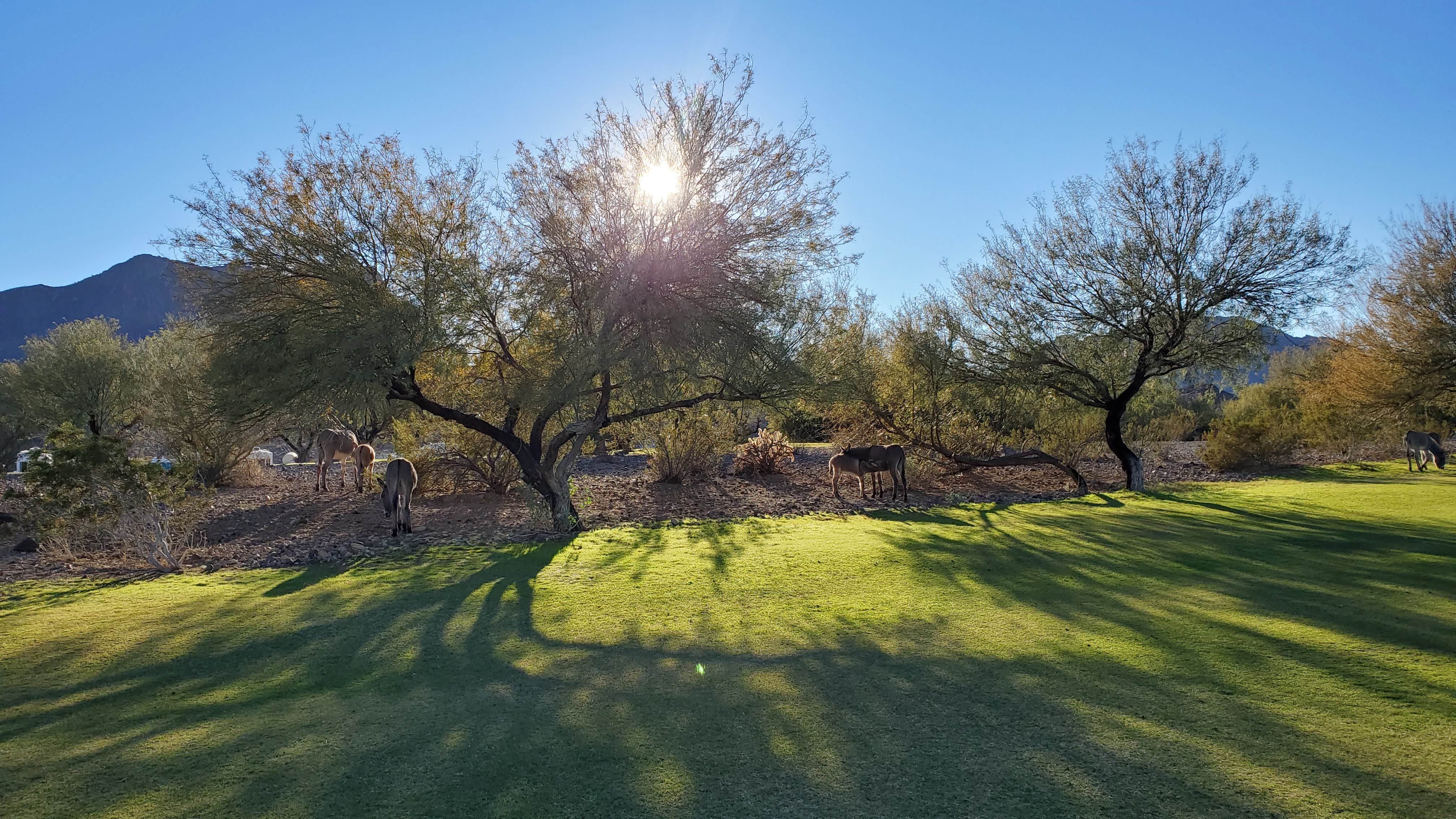 Camper-submitted photo at Black Meadow Landing near Parker Dam, CA