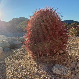 cactus garden at sunset