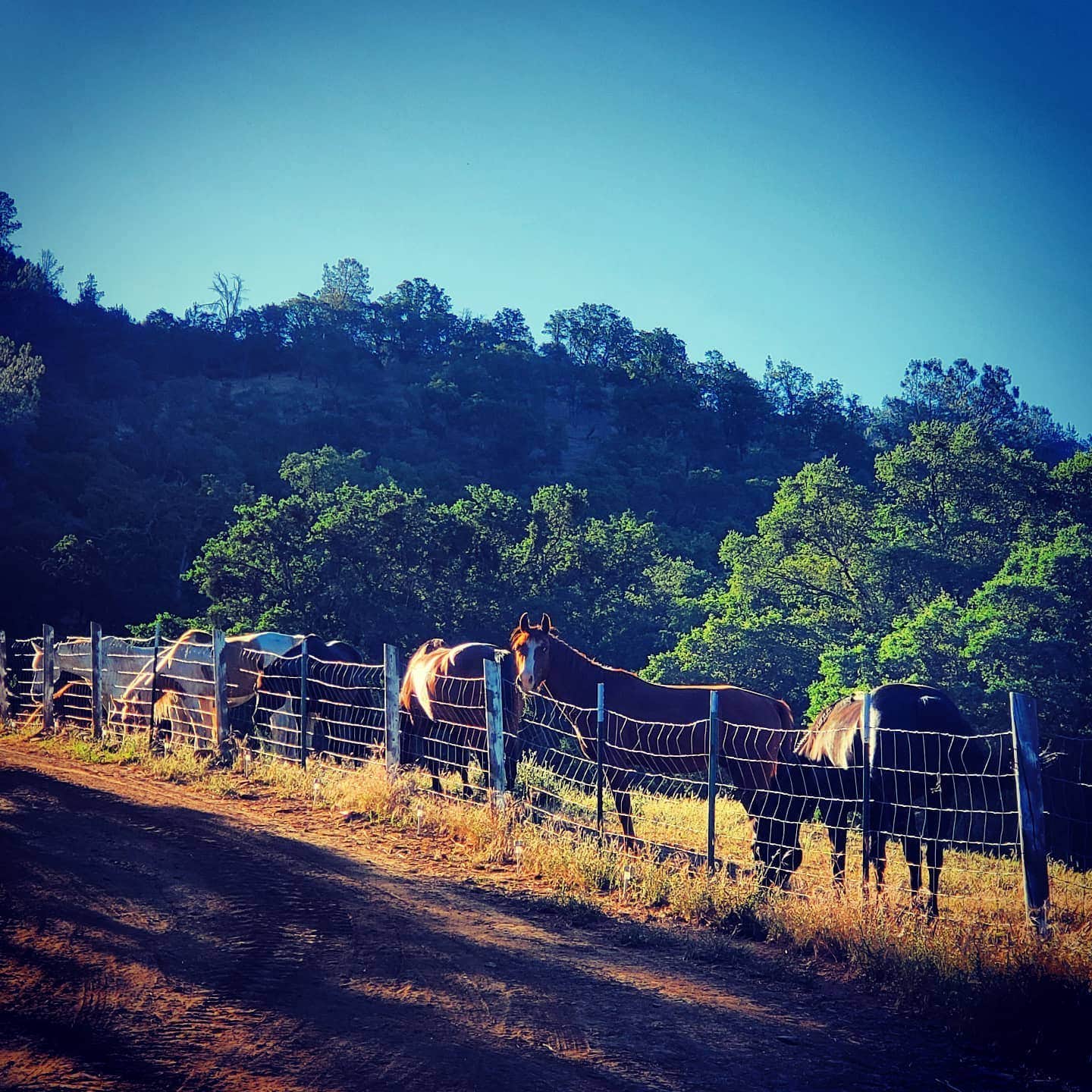 Camper-submitted photo at Ascension Ranch near Rancho Cordova, CA