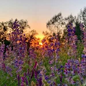 Camper-submitted photo at Ascension Ranch near Rancho Cordova, CA