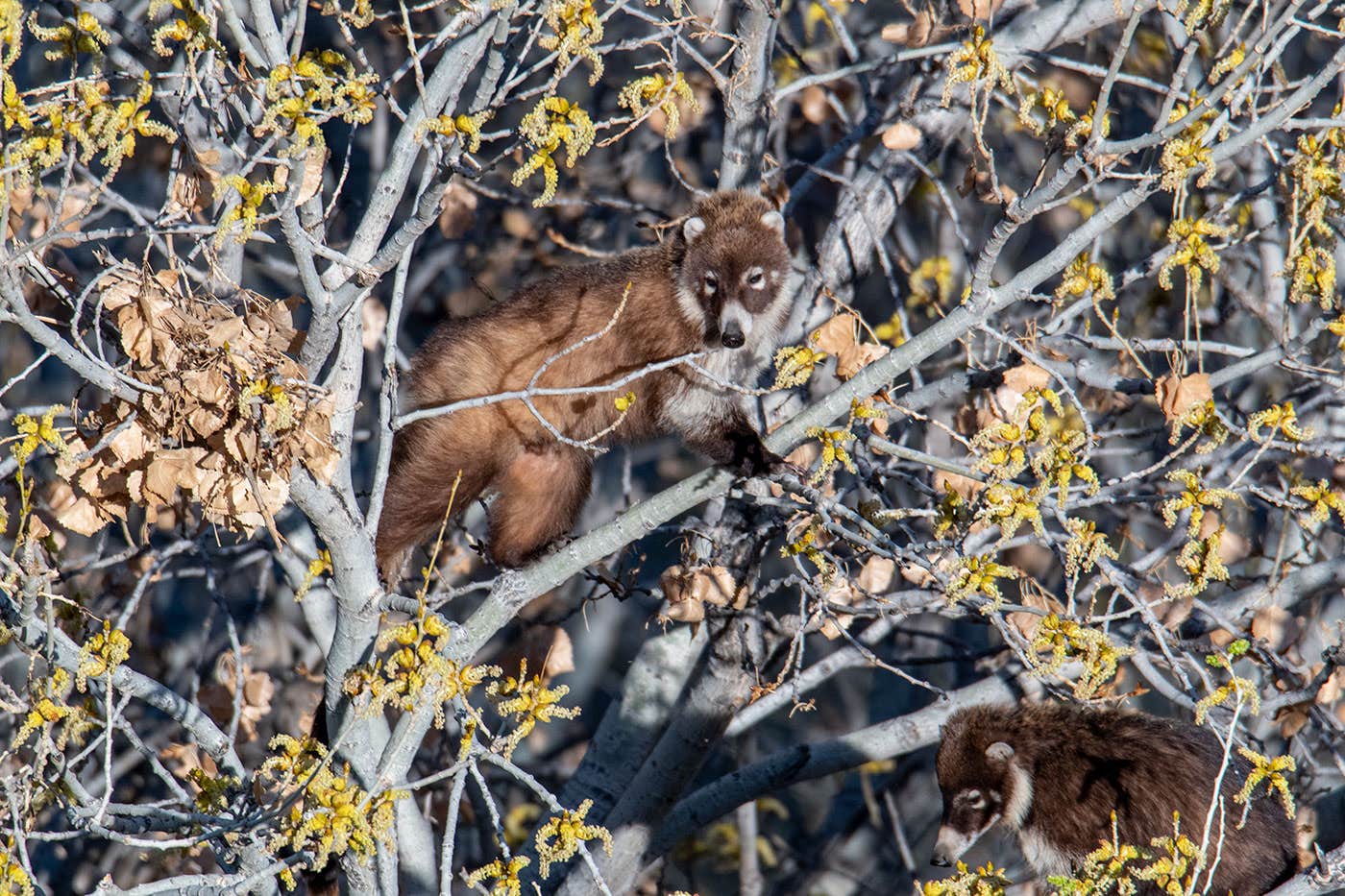 Camper-submitted photo at Gila Lower Box Canyon near Duncan, AZ