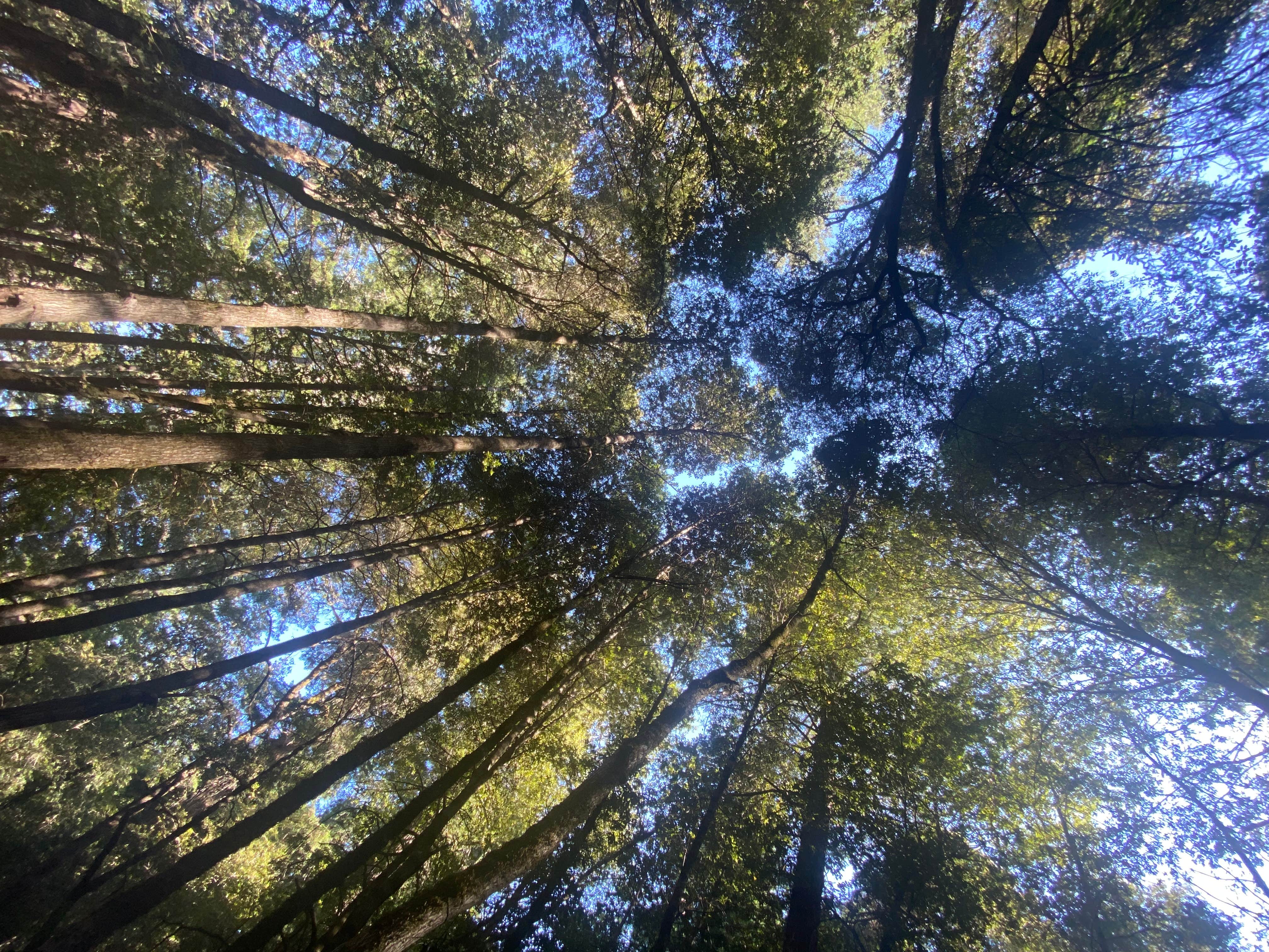 Camper-submitted photo at Richardson Grove RV and Campground near Piercy, CA