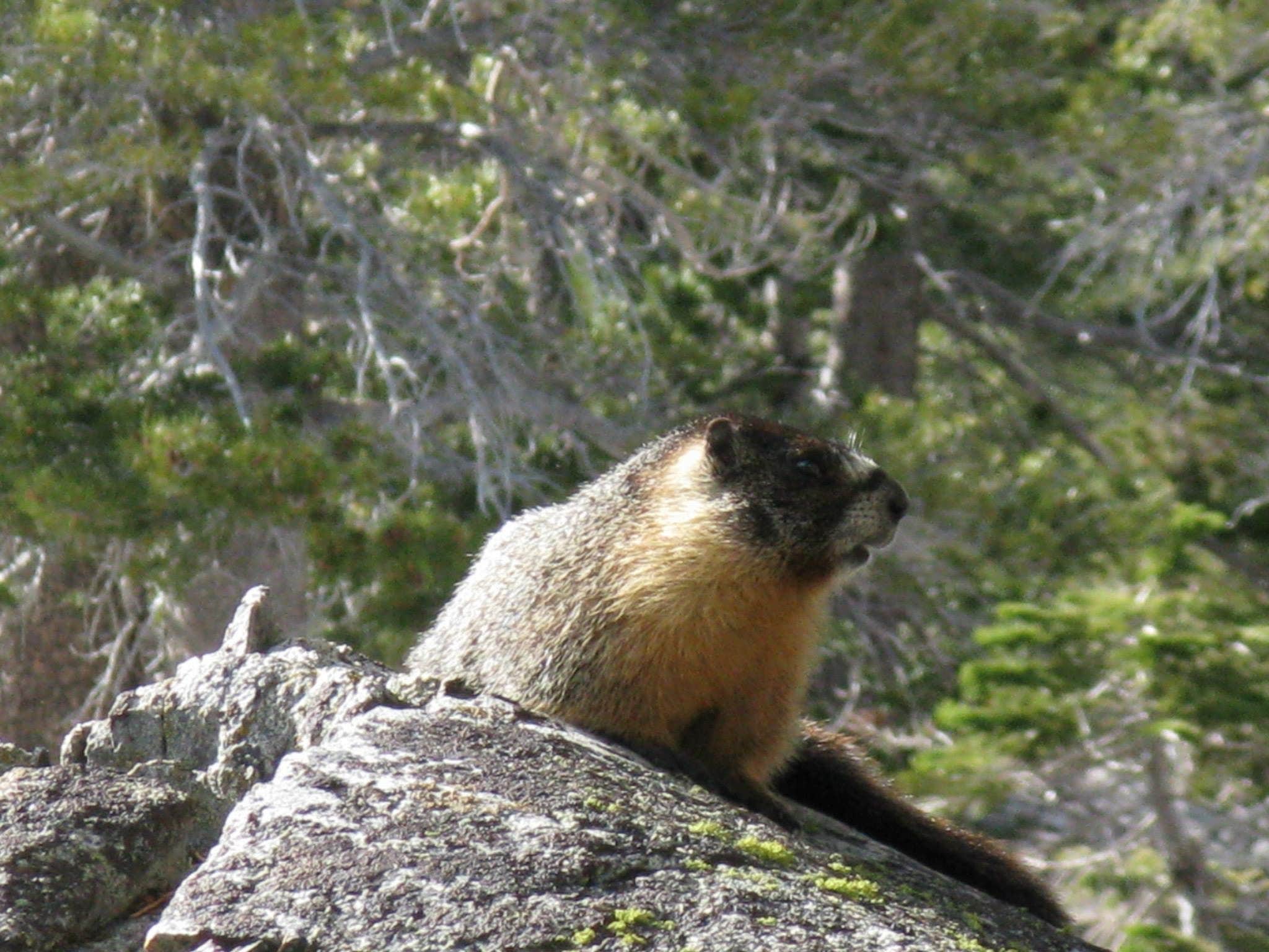 Camper-submitted photo at Desolation Wilderness - Aloha Zone near South Lake Tahoe, CA