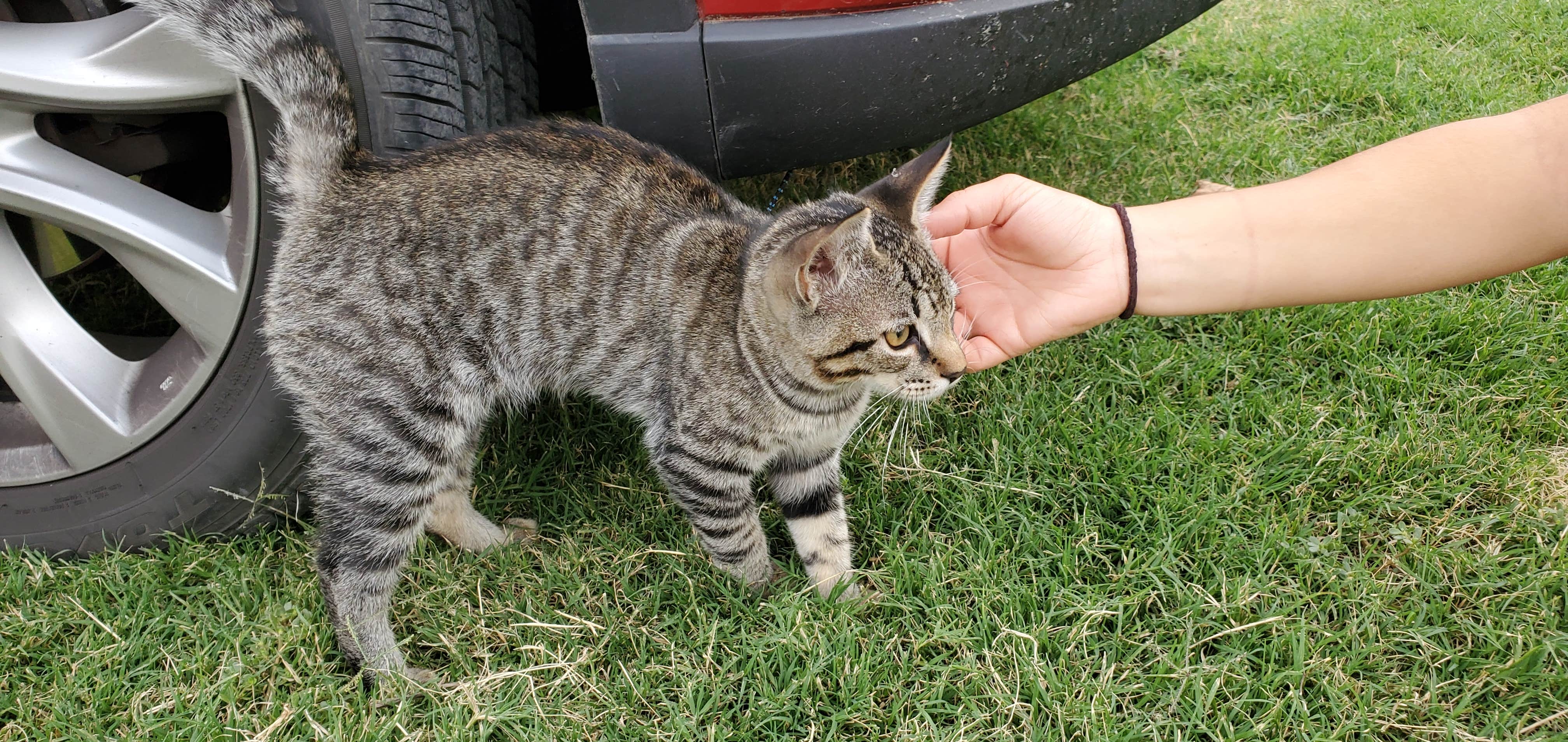 Matt R.'s photo of camping with pets at Visalia-Sequoia National Park KOA near Fresno, CA