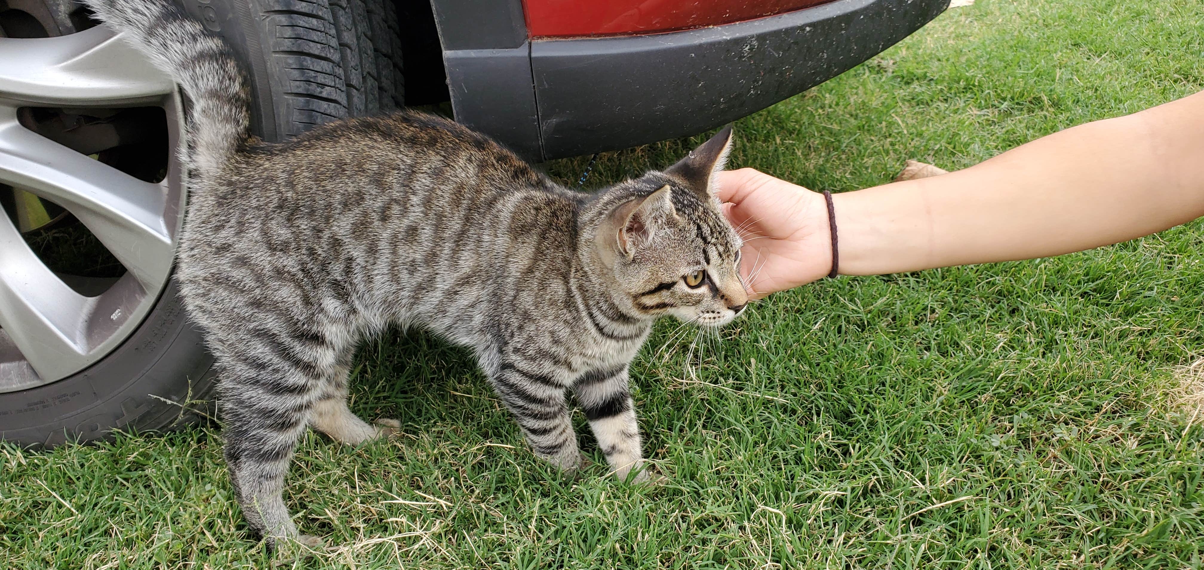 Camper-submitted photo at Visalia-Sequoia National Park KOA near Fresno, CA