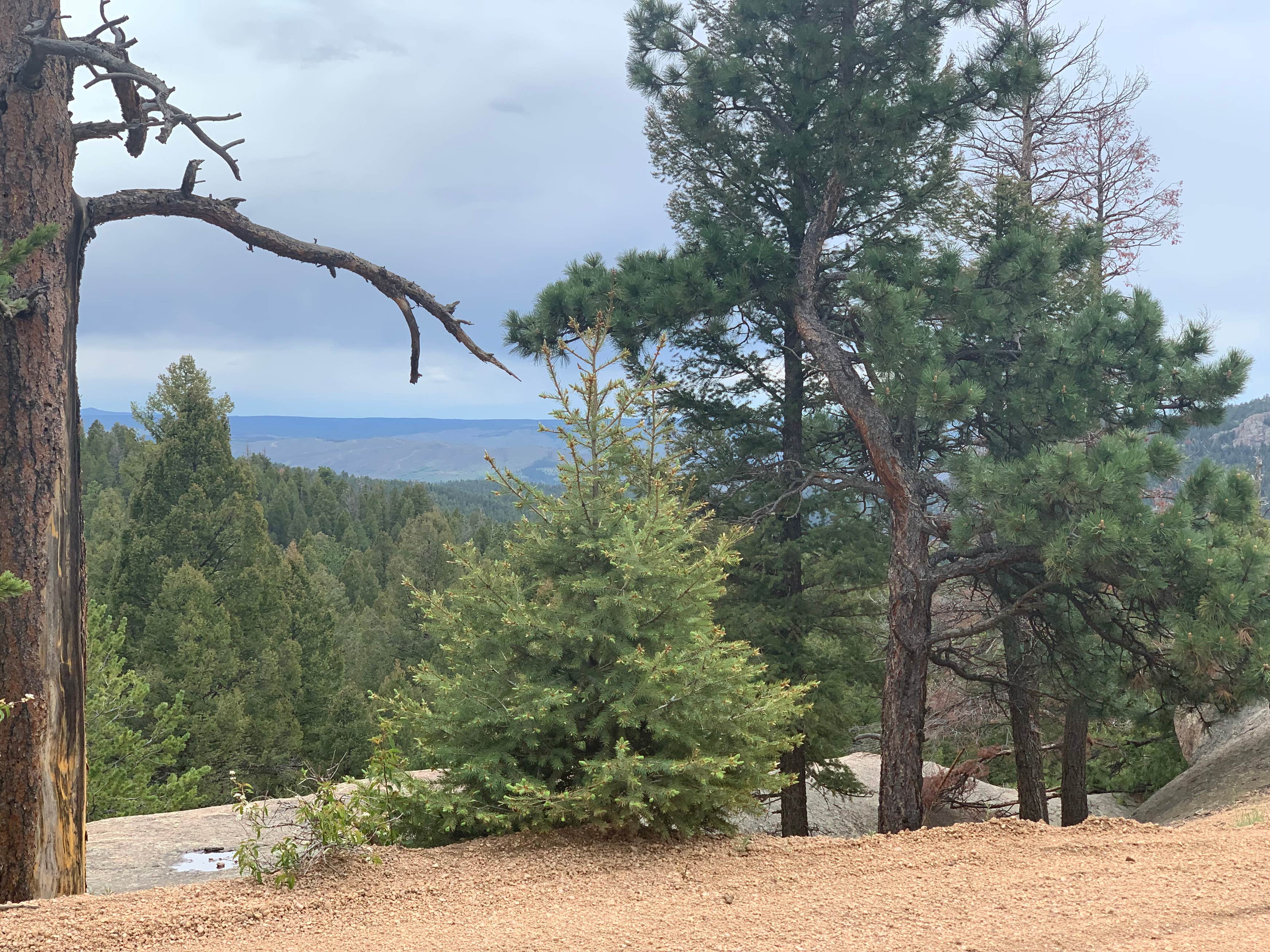 Rampart Range Road Dispersed Camping Camping The Dyrt