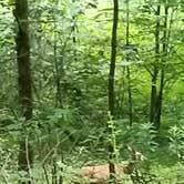 Review photo of Saddle Lake Campground — Hoosier National Forest by Justin W., July 9, 2018