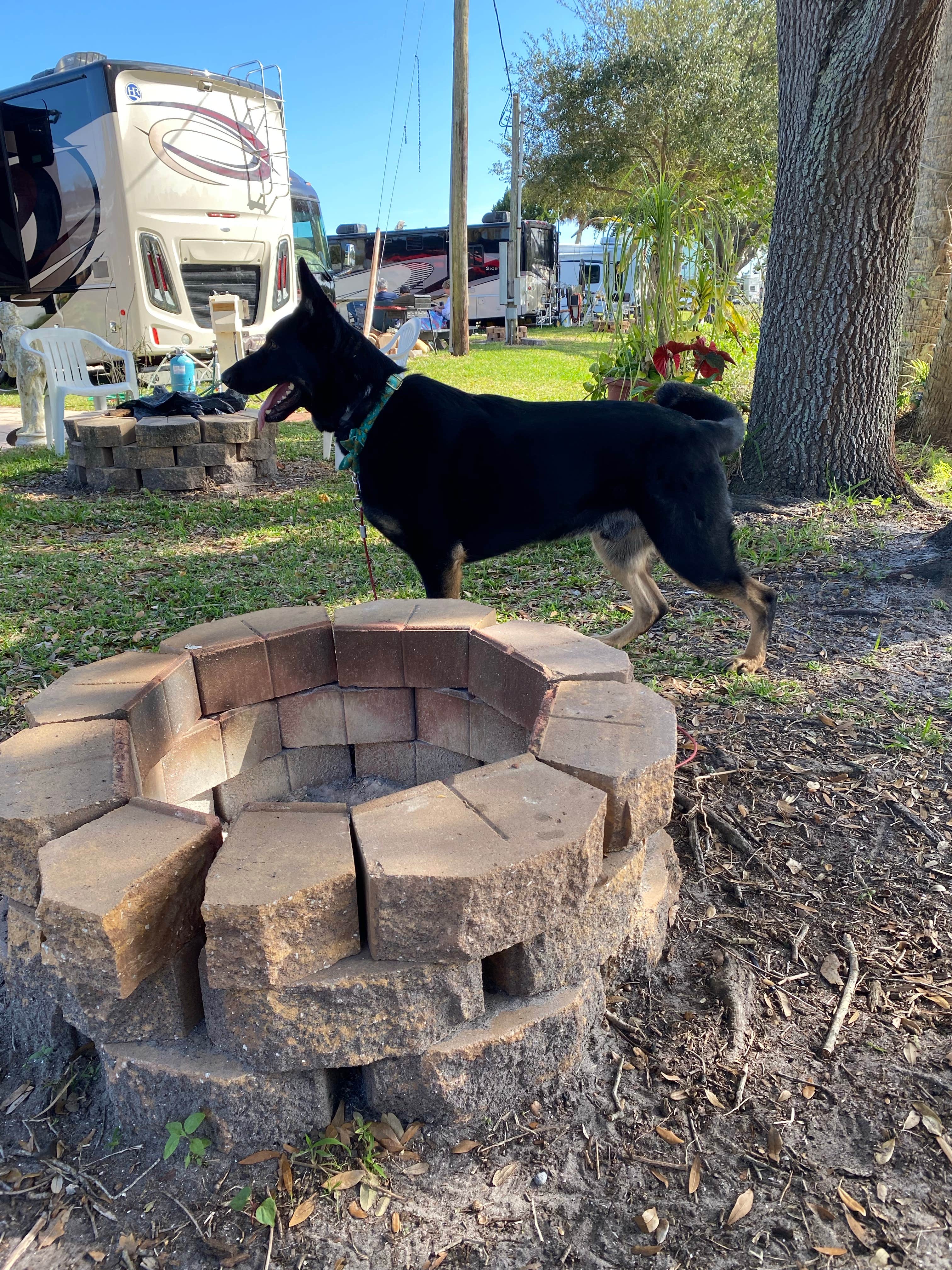 Ariel F.'s photo of camping with pets at Indian Mound Fish Camp near Cape Canaveral, FL
