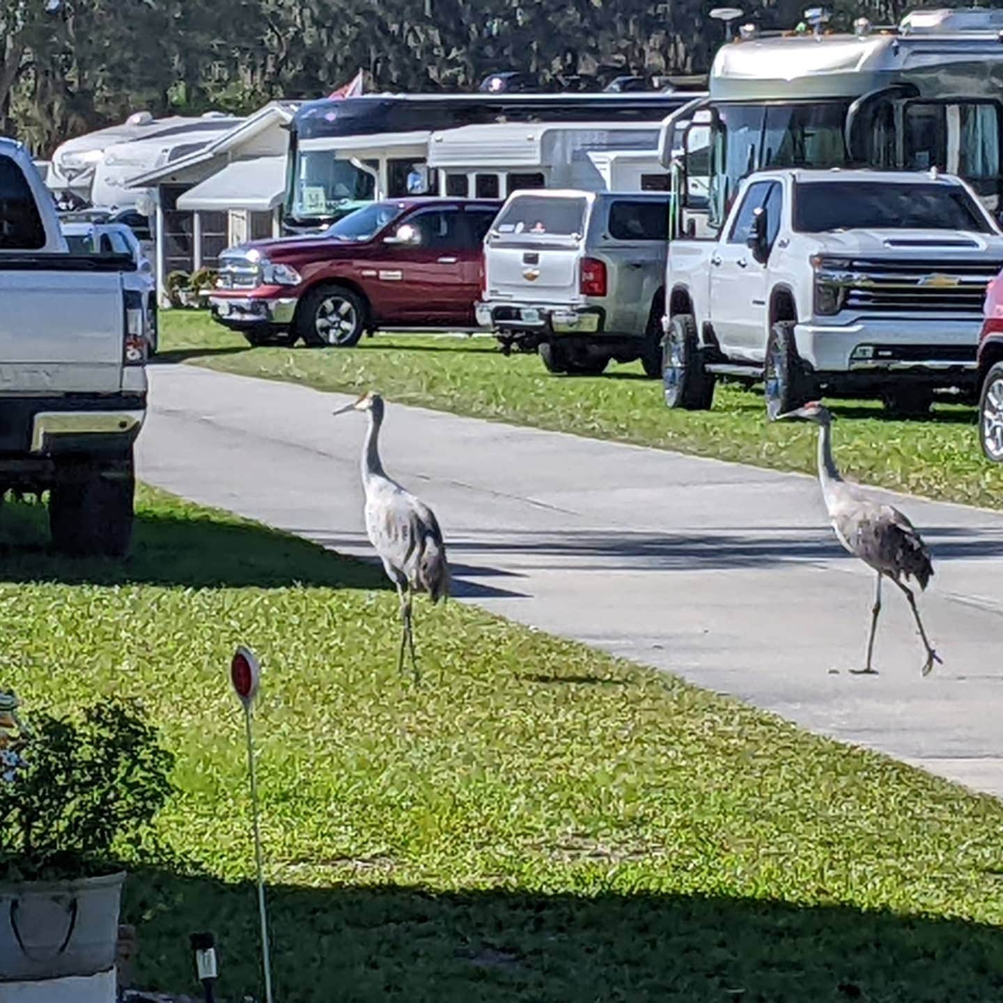 Camping near Pioneer Park: Craig's RV Park, Arcadia, Florida
