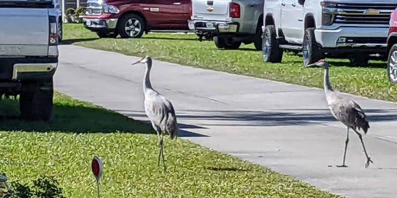 Camper submitted image from Craig's RV Park