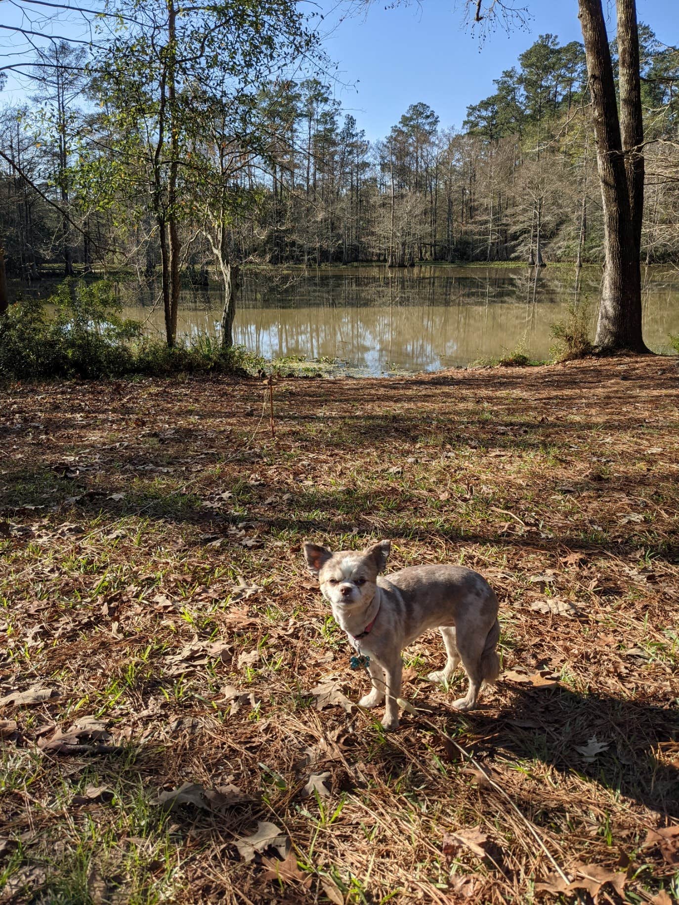 Lyndell A.'s photo of camping with pets at Martin Dies, Jr. State Park Campground near Silsbee, TX