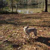 Review photo of Martin Dies, Jr. State Park Campground by Lyndell A., January 10, 2022