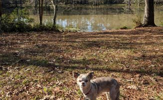 Lyndell A.'s photo of camping with pets at Martin Dies, Jr. State Park Campground near Silsbee, TX