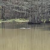 Review photo of Martin Dies, Jr. State Park Campground by Lyndell A., January 10, 2022