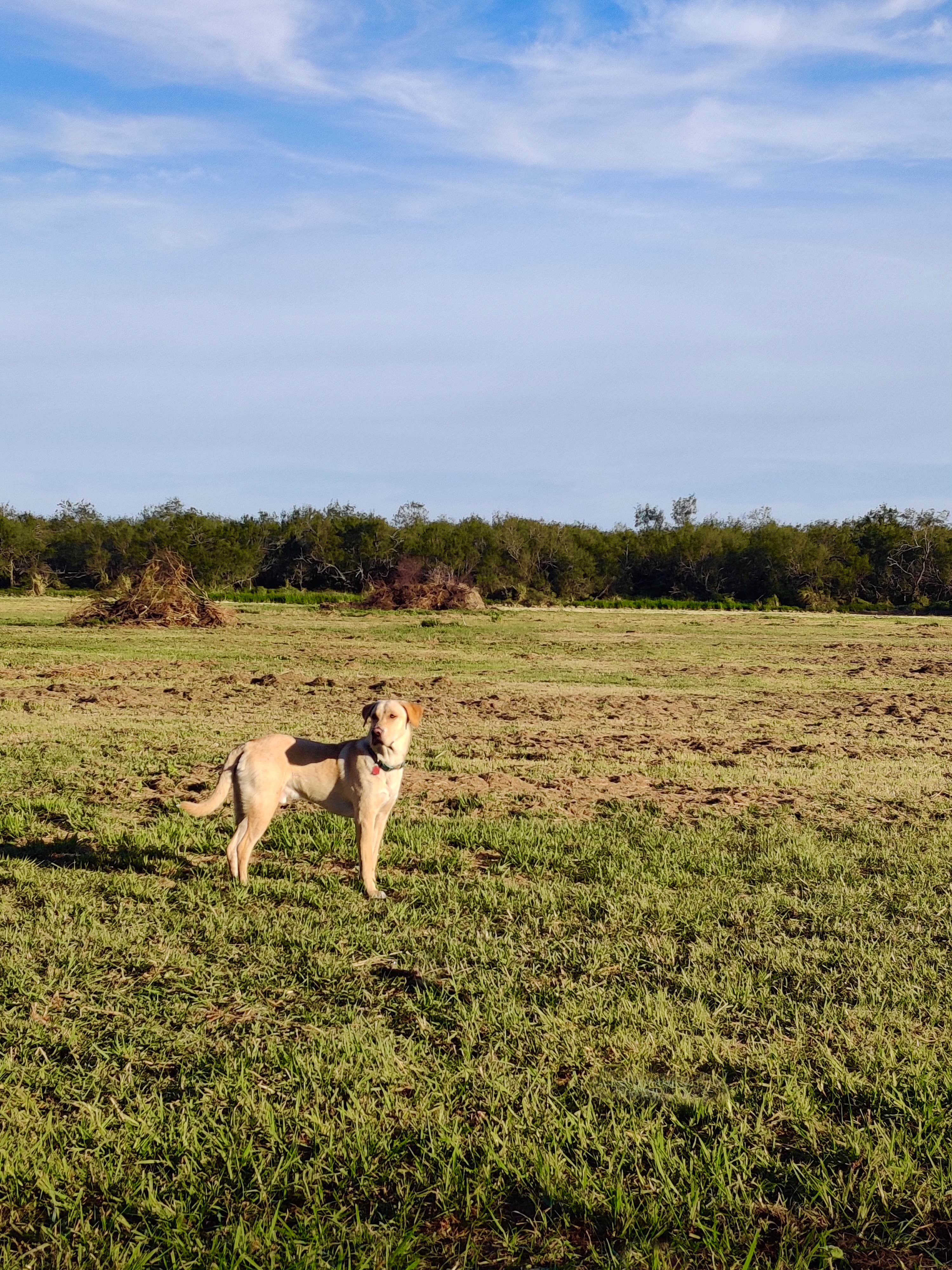 David P.'s photo of camping with pets at JP Rustic Ranch - PERMANENTLY CLOSED near Mission, TX