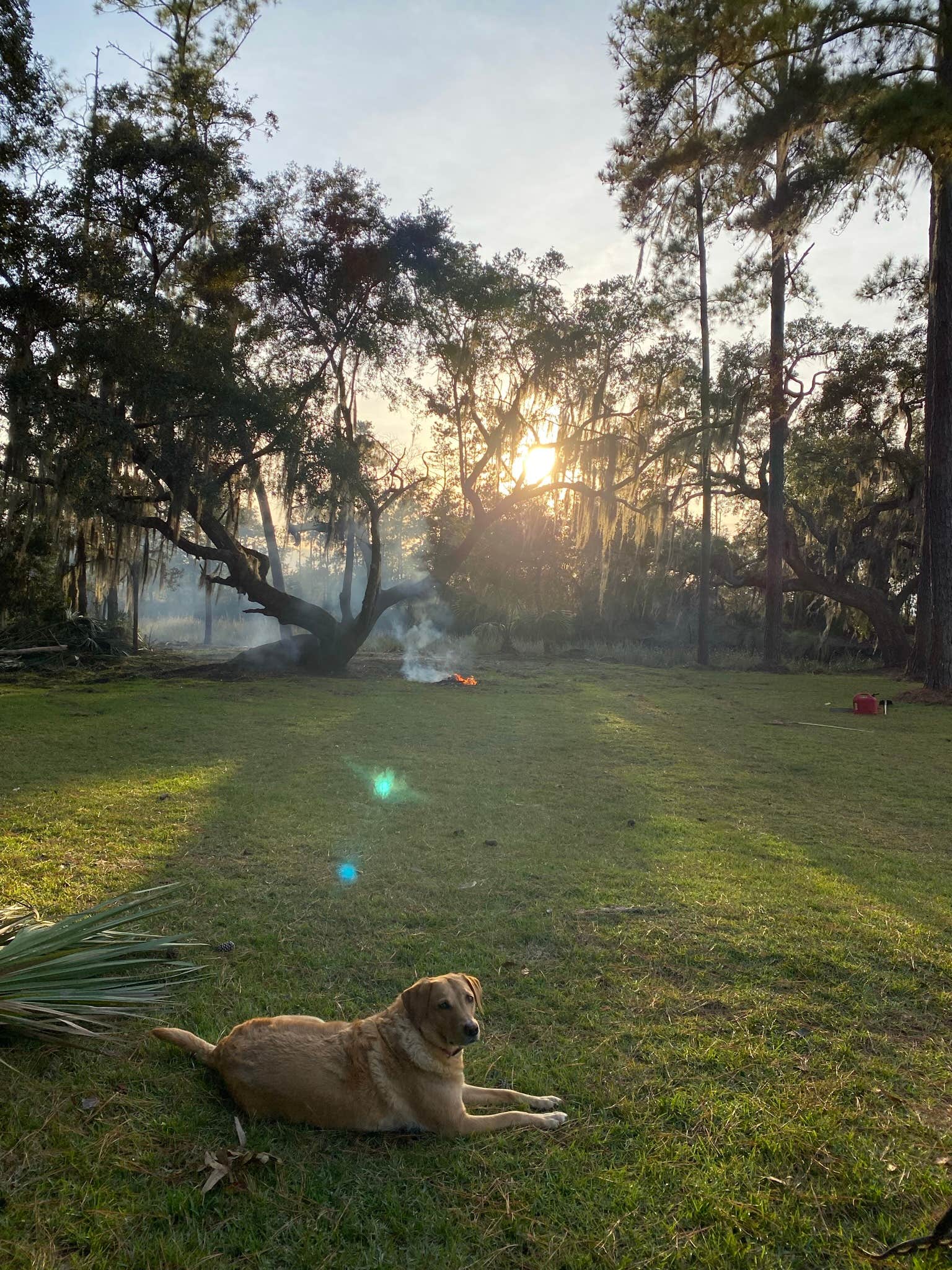 Jan C.'s photo of camping with pets at Colonels Island Waterfront near Savannah, GA