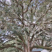 300 year old oak