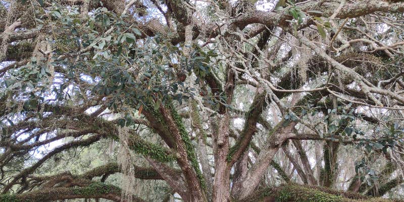 Camper submitted image from Big Oak RV Park