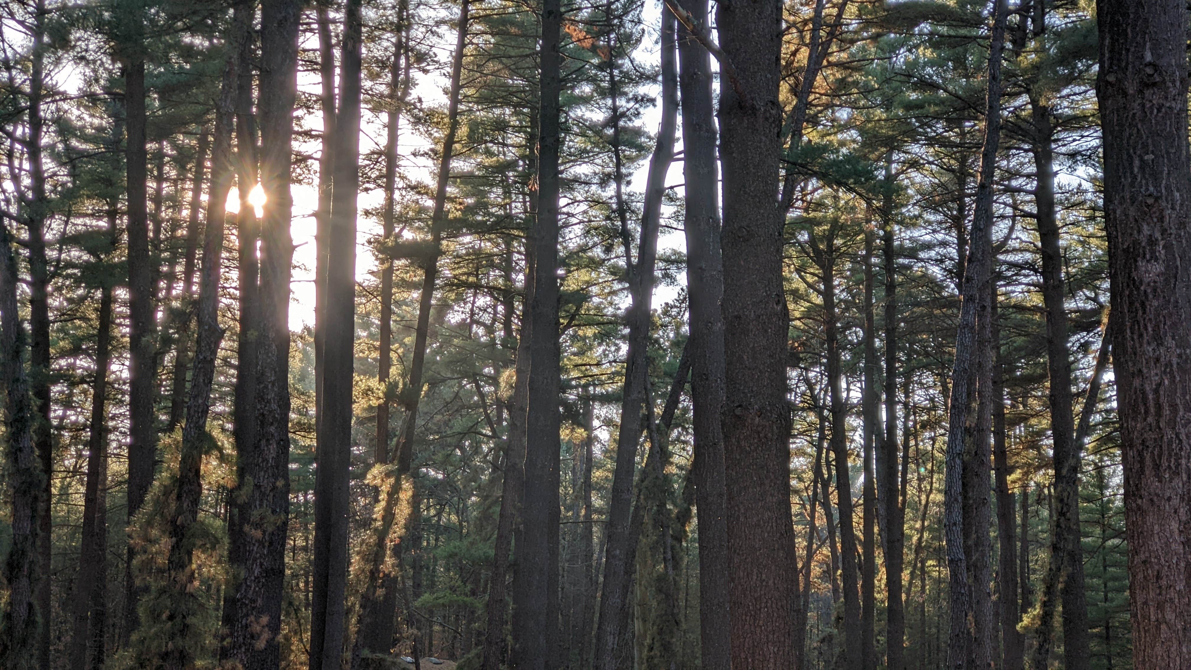 Pine Campground — Sand Ridge State Forest