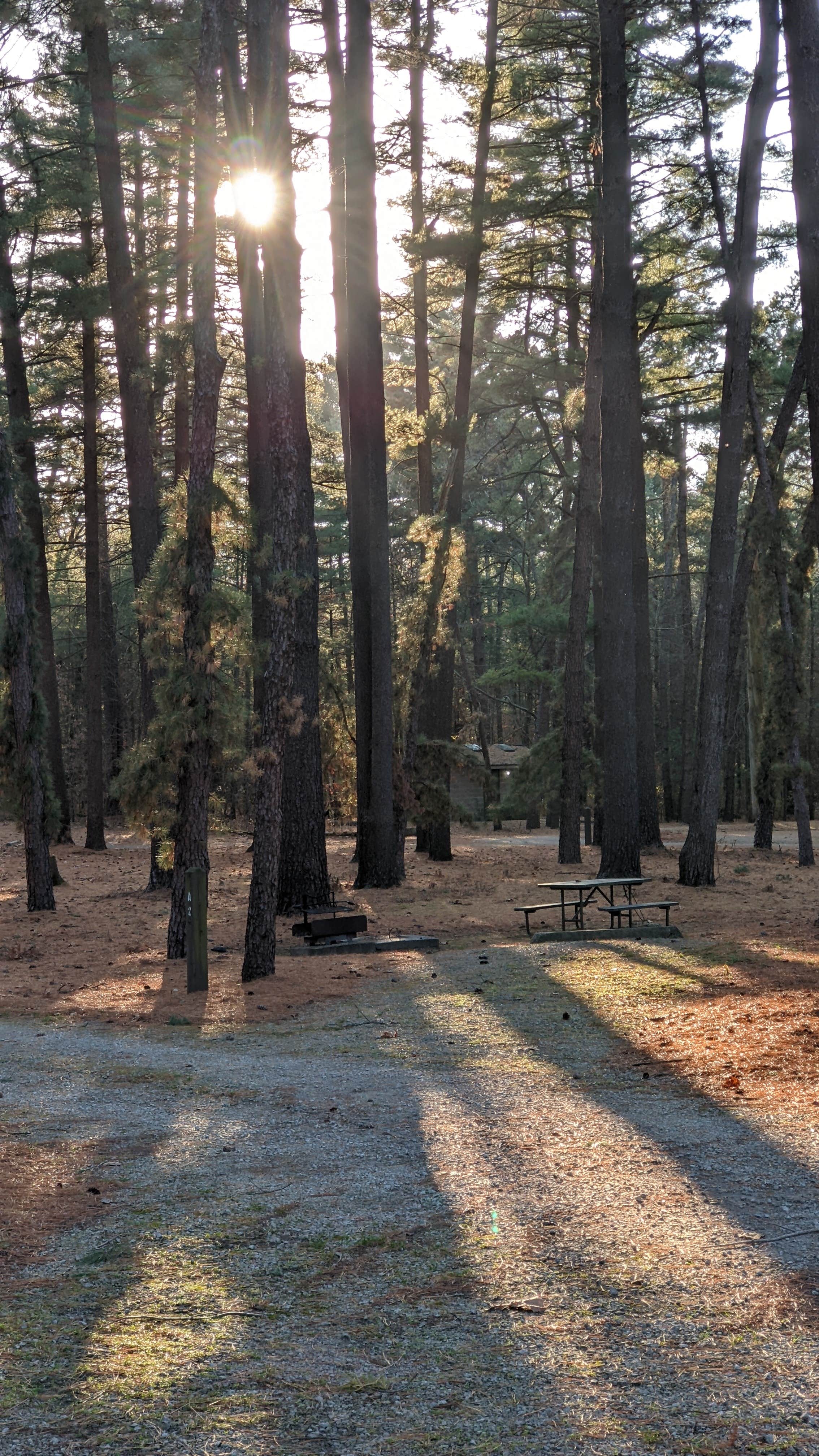 Pine Campground — Sand Ridge State Forest