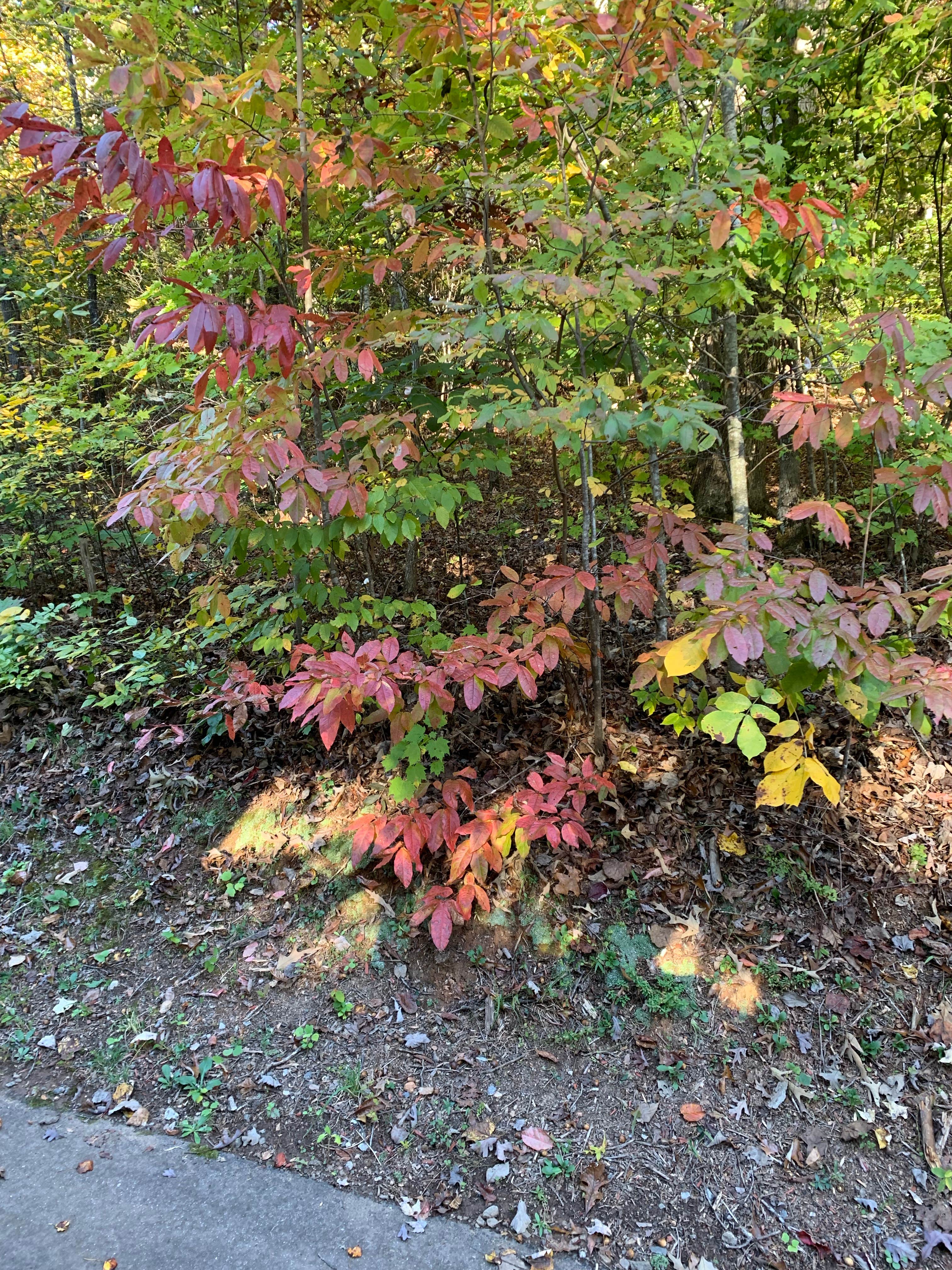 Camper-submitted photo at Timber Ridge Resort near Gainesville, GA