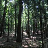 Review photo of Hartwick Pines State Park Campground by D G., July 9, 2018