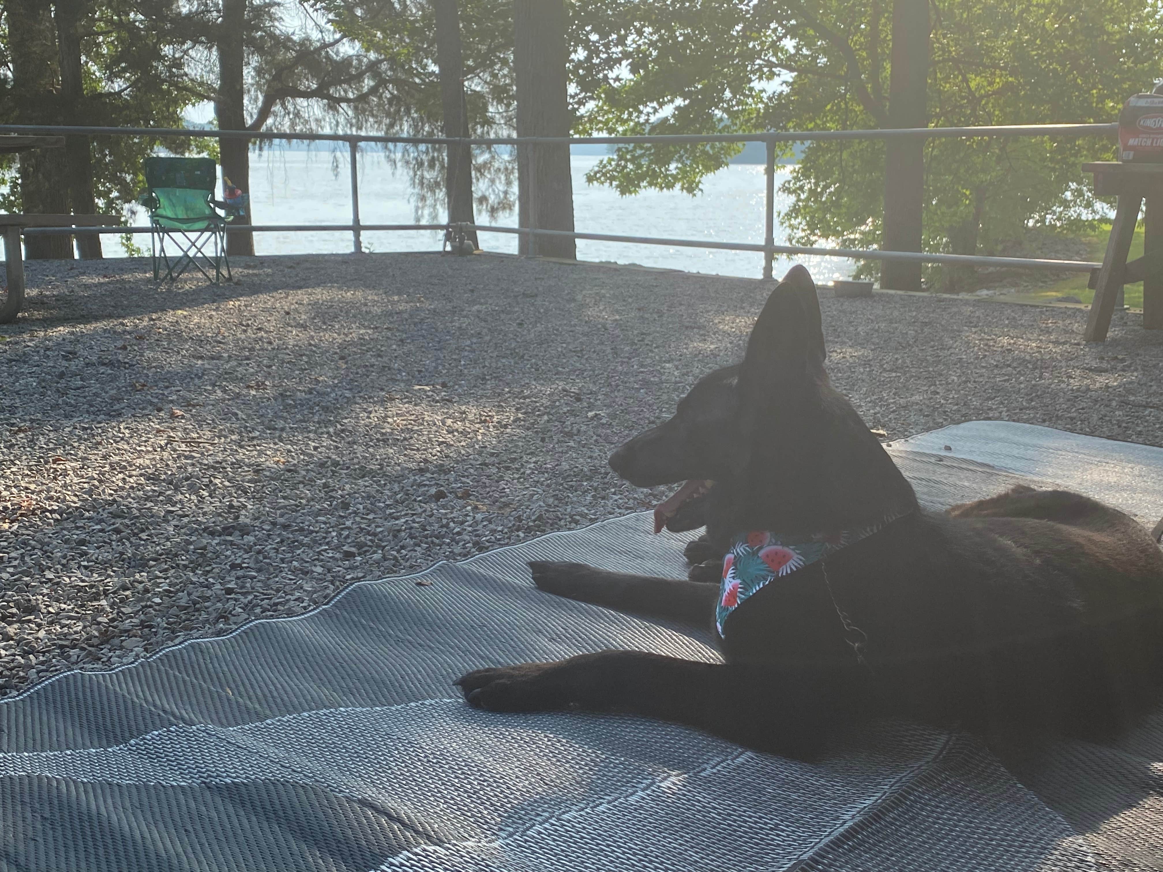Jessica F.'s photo of camping with pets at Hurricane Creek near Madisonville, KY