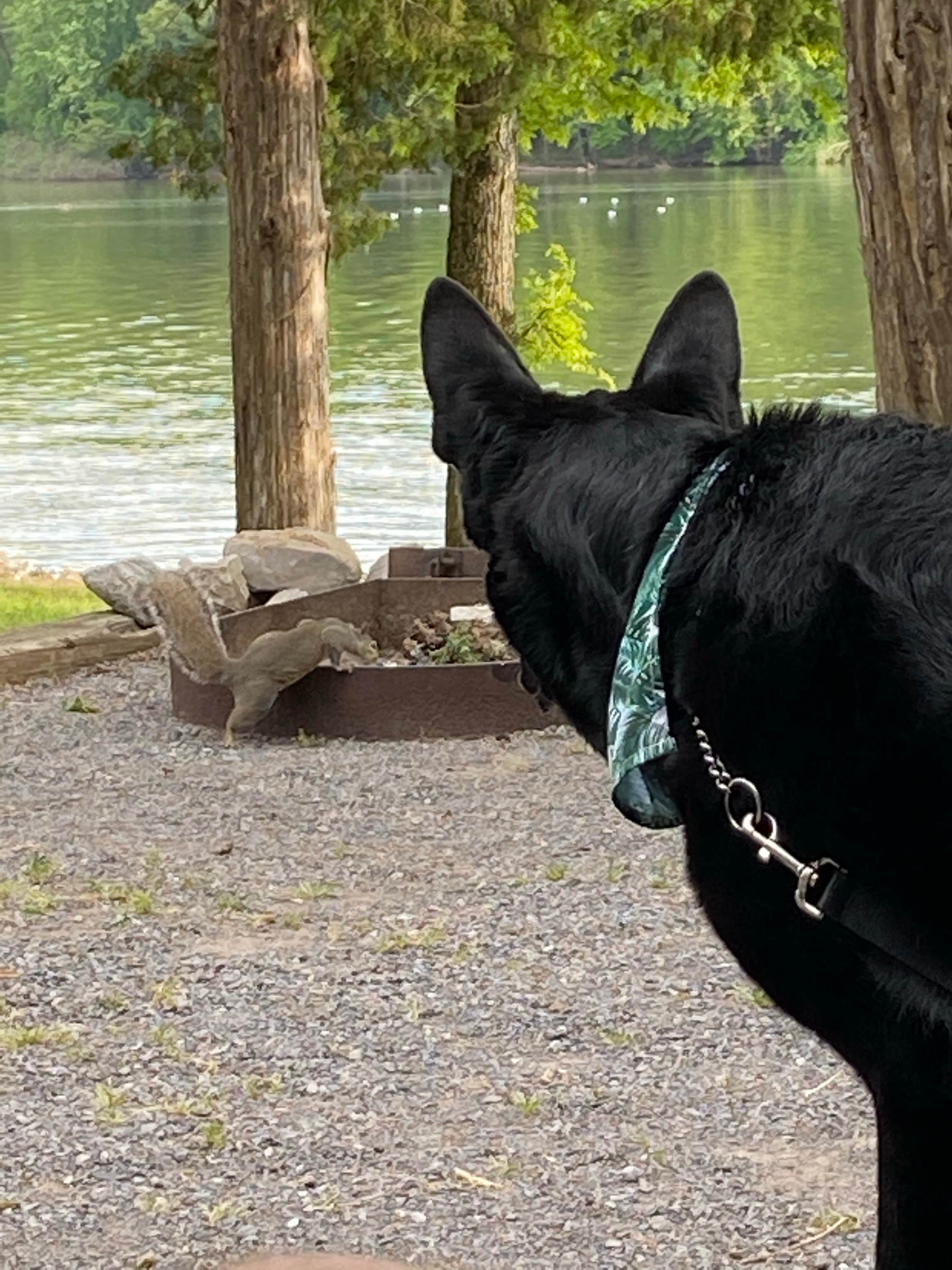 Jessica F.'s photo of camping with pets at Hurricane Creek near Kuttawa, KY