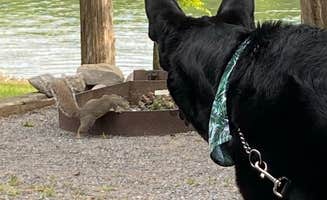 Jessica F.'s photo of camping with pets at Hurricane Creek near Kuttawa, KY