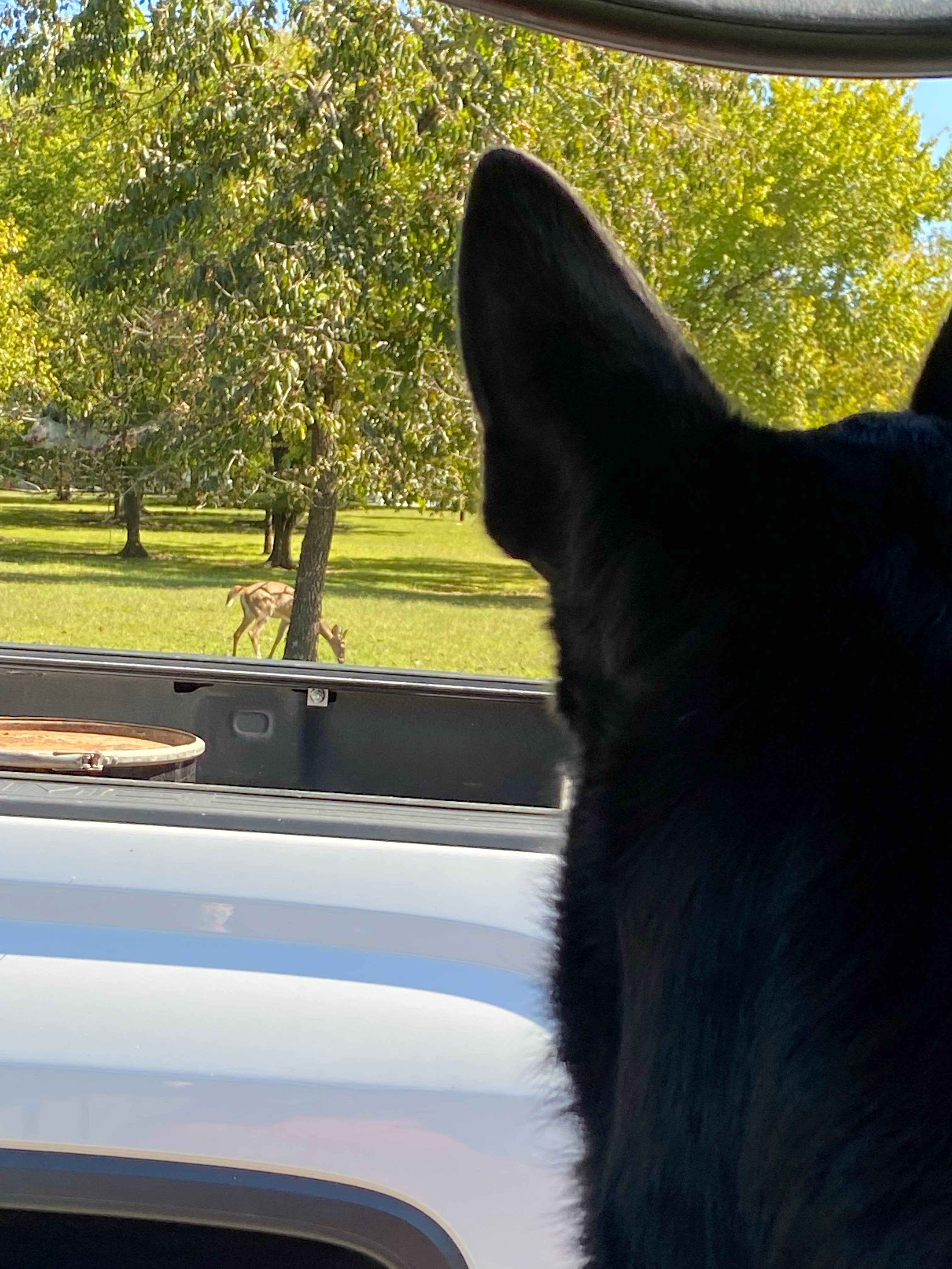 Jessica F.'s photo of camping with pets at Canal Campground- Lake Barkley COE near Eddyville, KY