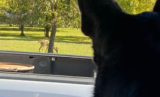 Jessica F.'s photo of camping with pets at Canal Campground- Lake Barkley COE near Paducah, KY