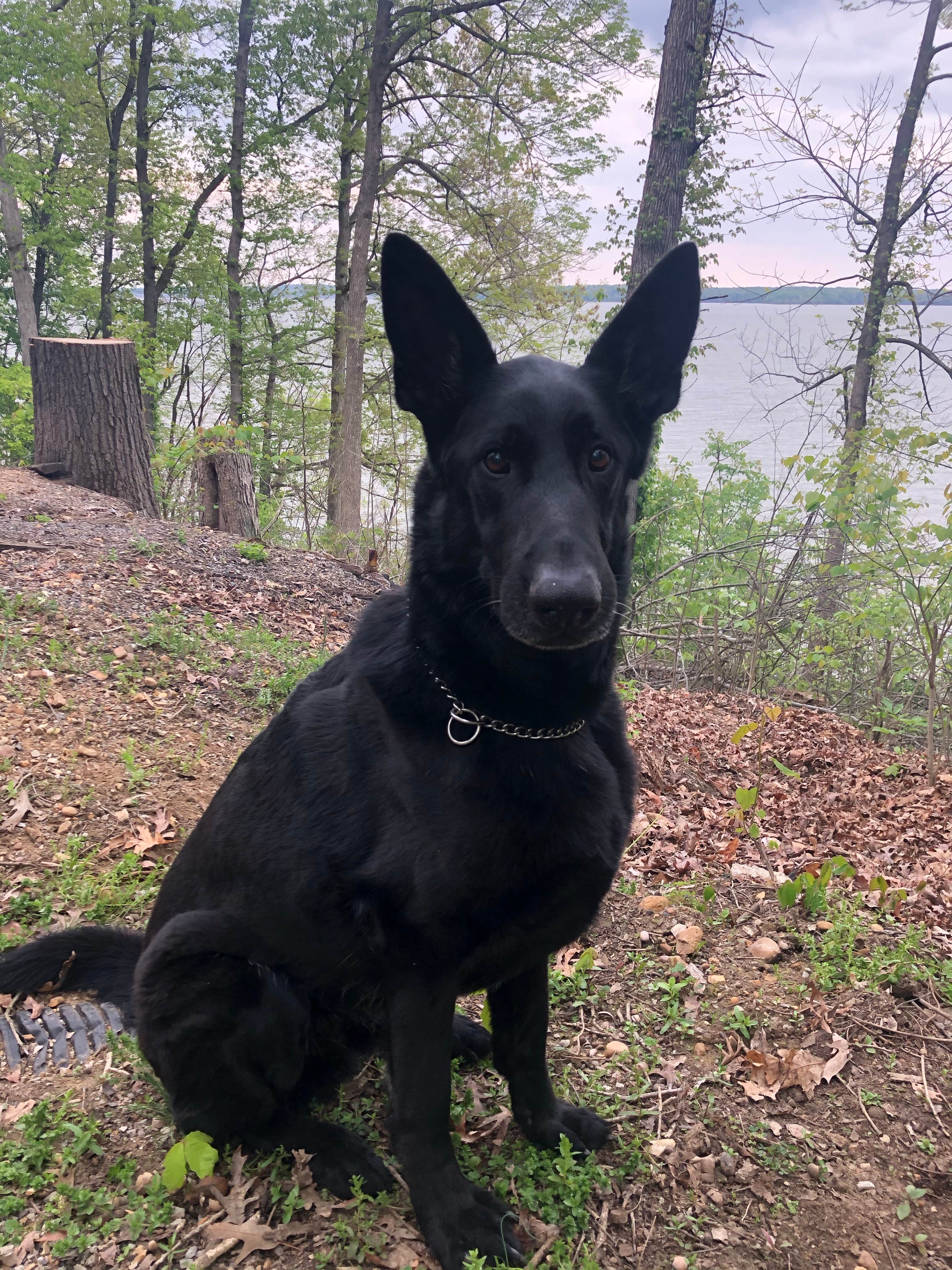 Jessica F.'s photo of camping with pets at Canal Campground- Lake Barkley COE near Eddyville, KY