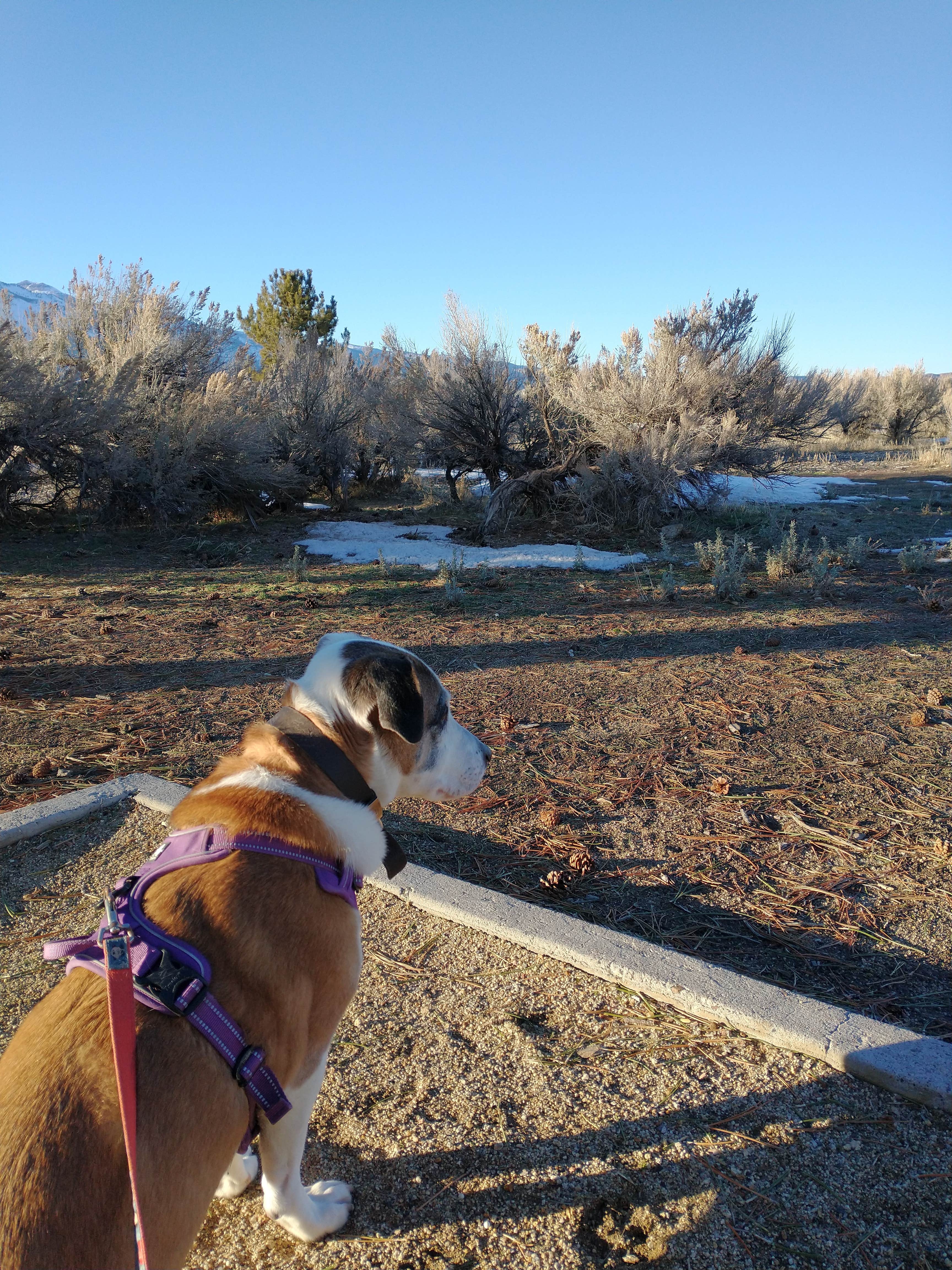 Andrew R.'s photo of camping with pets at Washoe Lake State Park Campground near Gardnerville, NV
