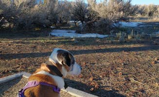 Andrew R.'s photo of camping with pets at Washoe Lake State Park Campground near Gardnerville, NV