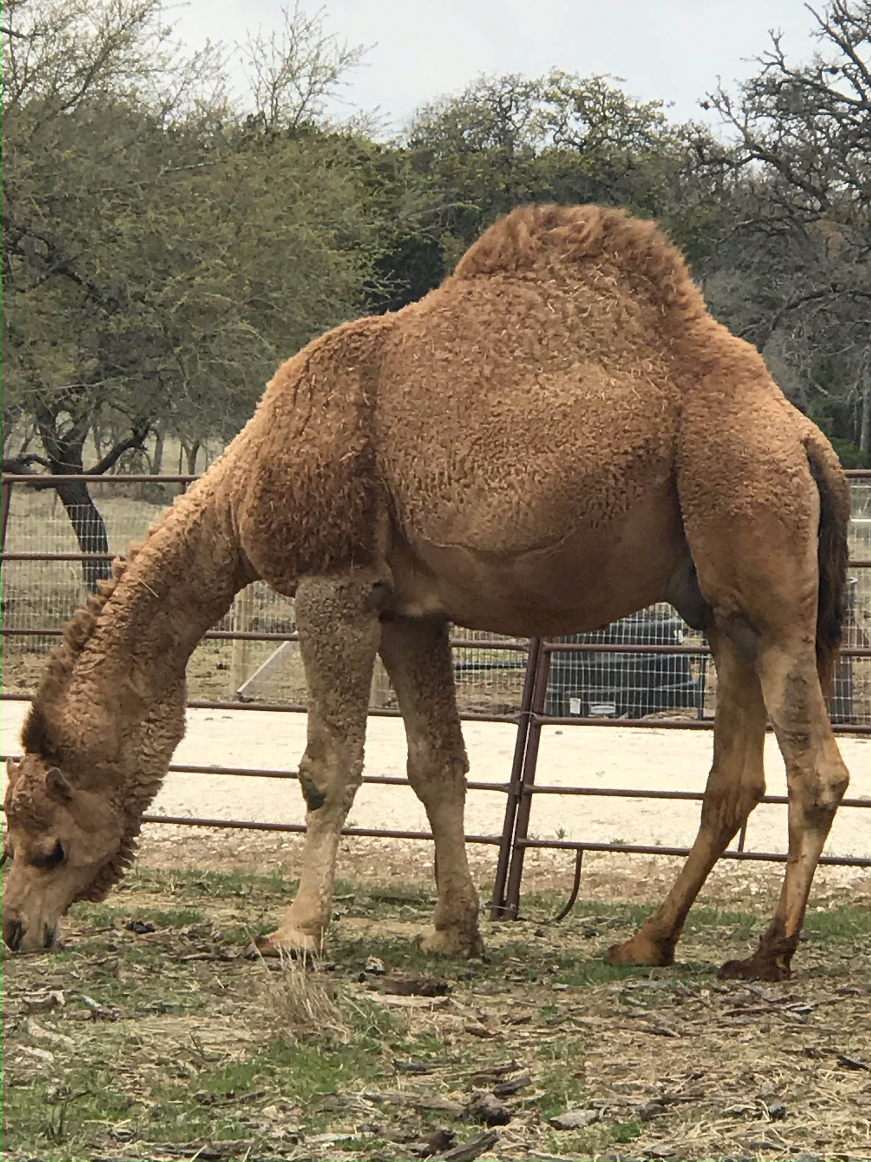 Camper-submitted photo at Bankersmith, TX near Fredericksburg, TX