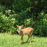 Review photo of East Fork State Park Campground by Jen S., July 9, 2018