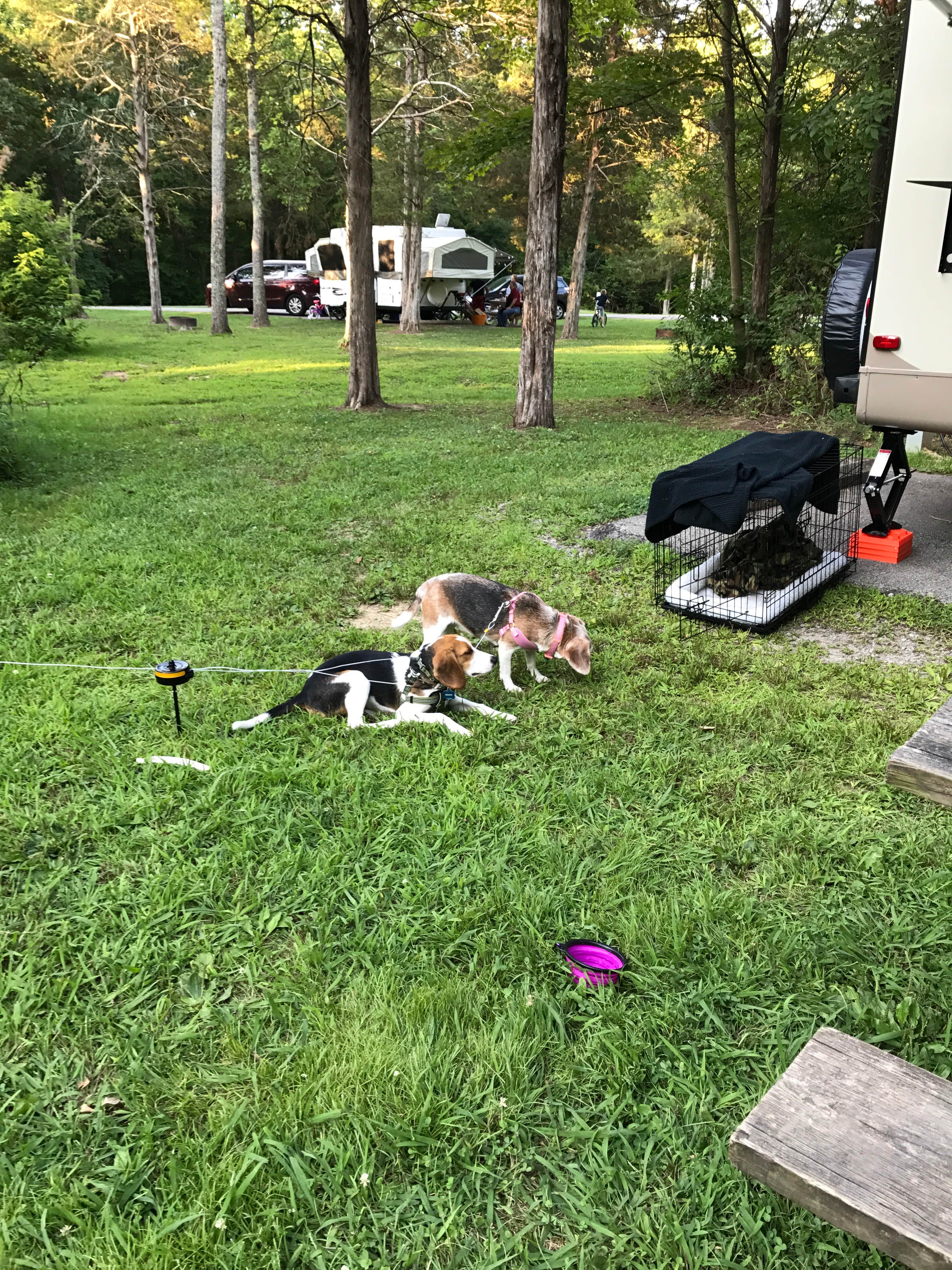 Jen S.'s photo of camping with pets at East Fork State Park Campground near Hamilton, OH