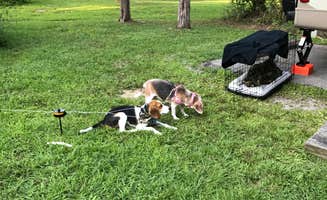 Jen S.'s photo of camping with pets at East Fork State Park Campground in Ohio