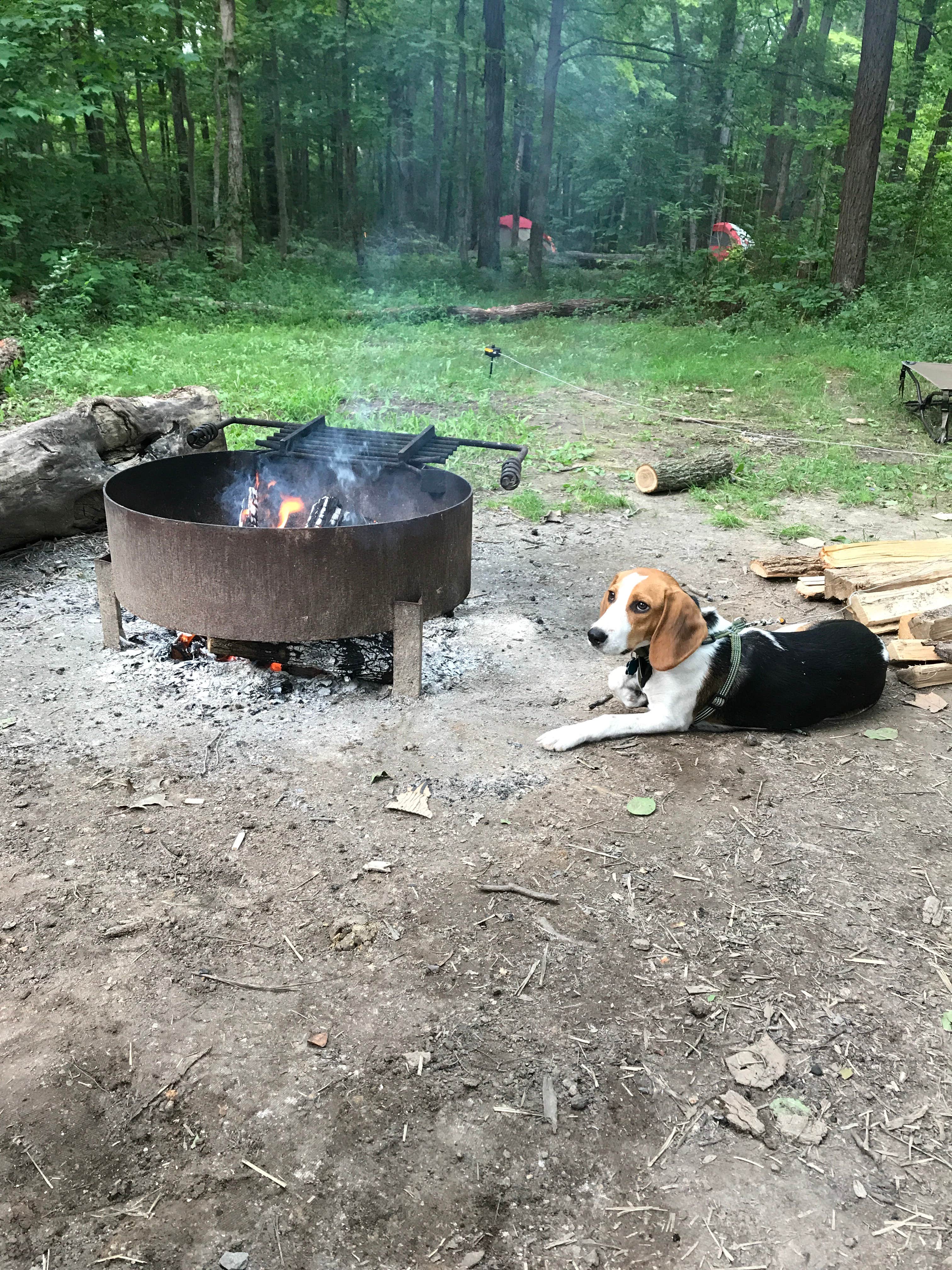 Jen S.'s photo of camping with pets at East Fork State Park Campground near Cincinnati, OH