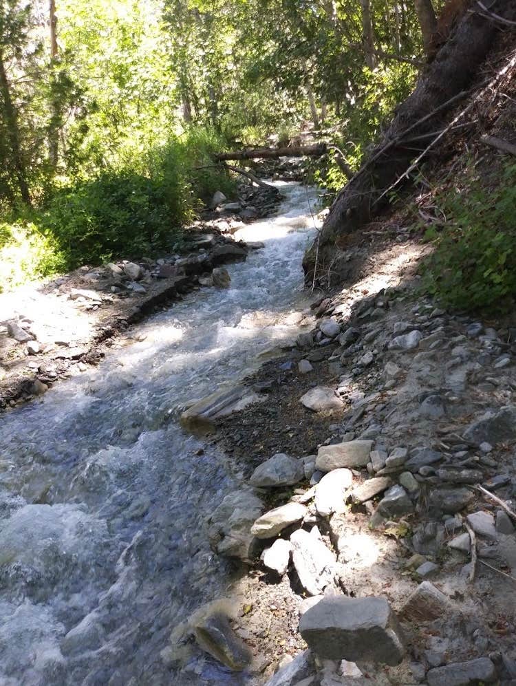 Camper submitted image from Cabin Flat Trail Campground - CLOSED - 4