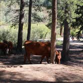 Review photo of Oh Be Joyful Recreation Area by Neal C., January 13, 2022