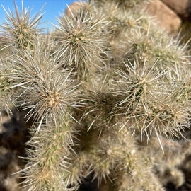 cholla cactus