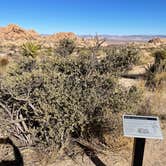 Review photo of Indian Cove Campground — Joshua Tree National Park by Andrea M., January 14, 2022