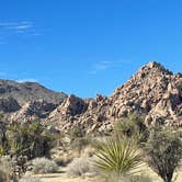 Review photo of Indian Cove Campground — Joshua Tree National Park by Andrea M., January 14, 2022