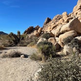 Review photo of Indian Cove Campground — Joshua Tree National Park by Andrea M., January 14, 2022