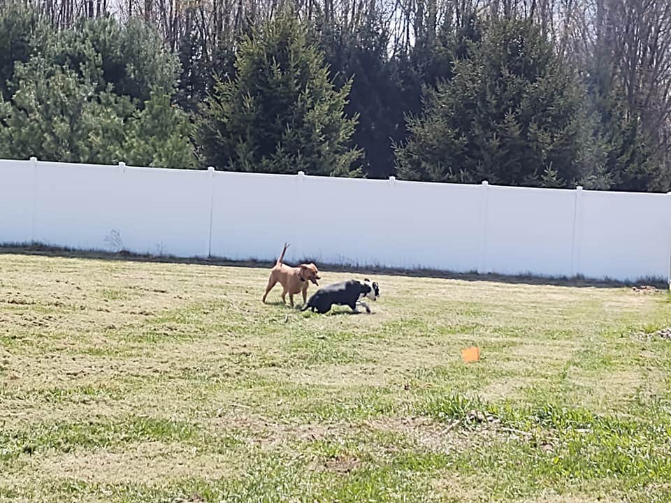 Robert K.'s photo of camping with pets at Kal-Haven Outpost near South Haven, MI
