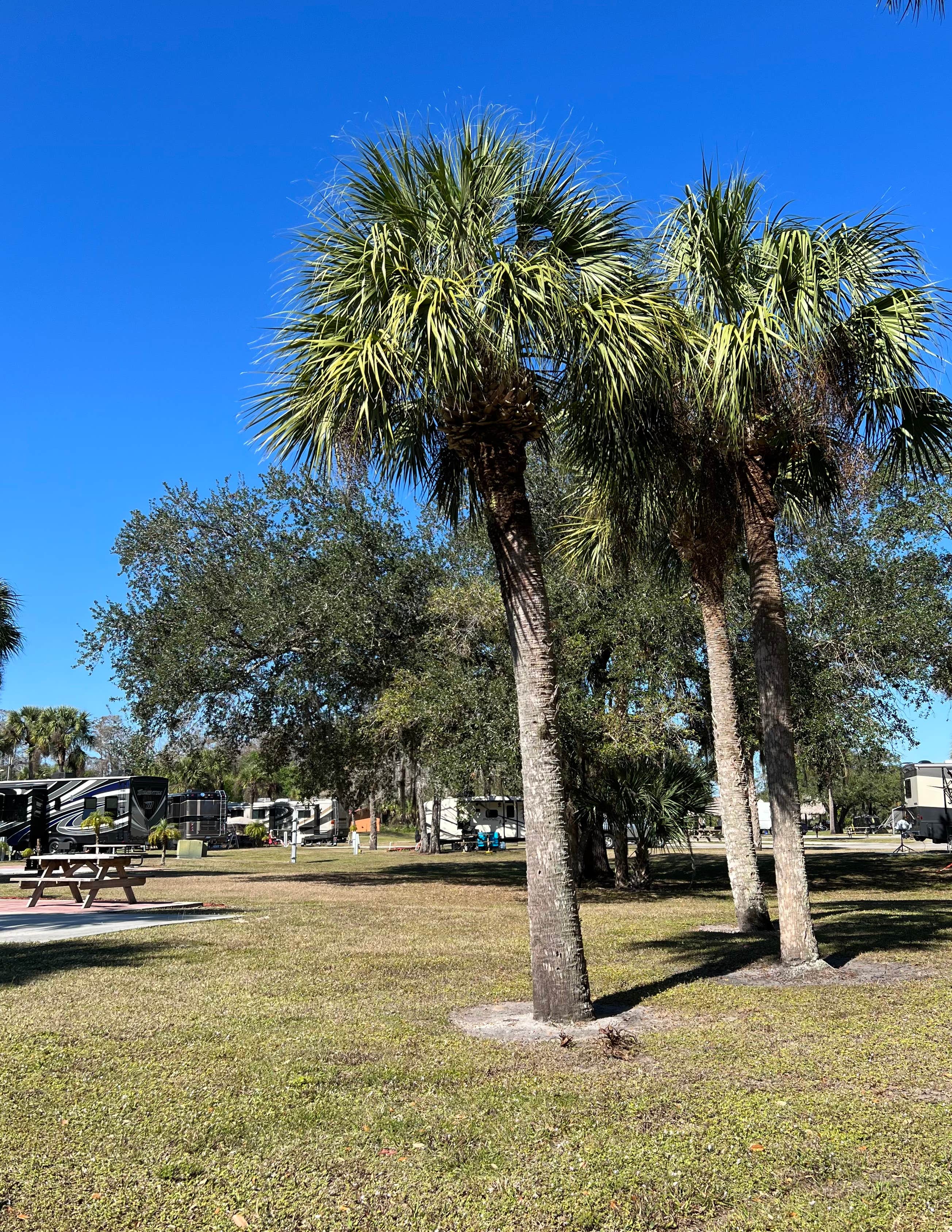 Camper submitted image from Big Cypress RV Resort - 2
