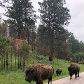 Review photo of Sylvan Lake Campground — Custer State Park by James M., February 25, 2021