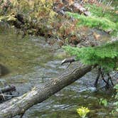 Review photo of Hopkins Creek State Forest Campground by Jeri , January 16, 2022