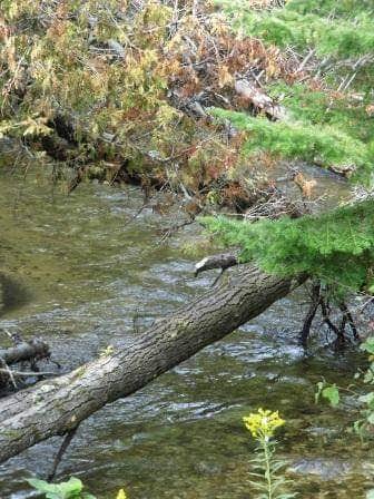 Camper submitted image from Hopkins Creek State Forest Campground - 2